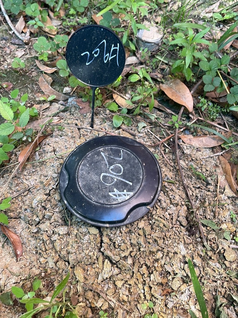 白蚁现场