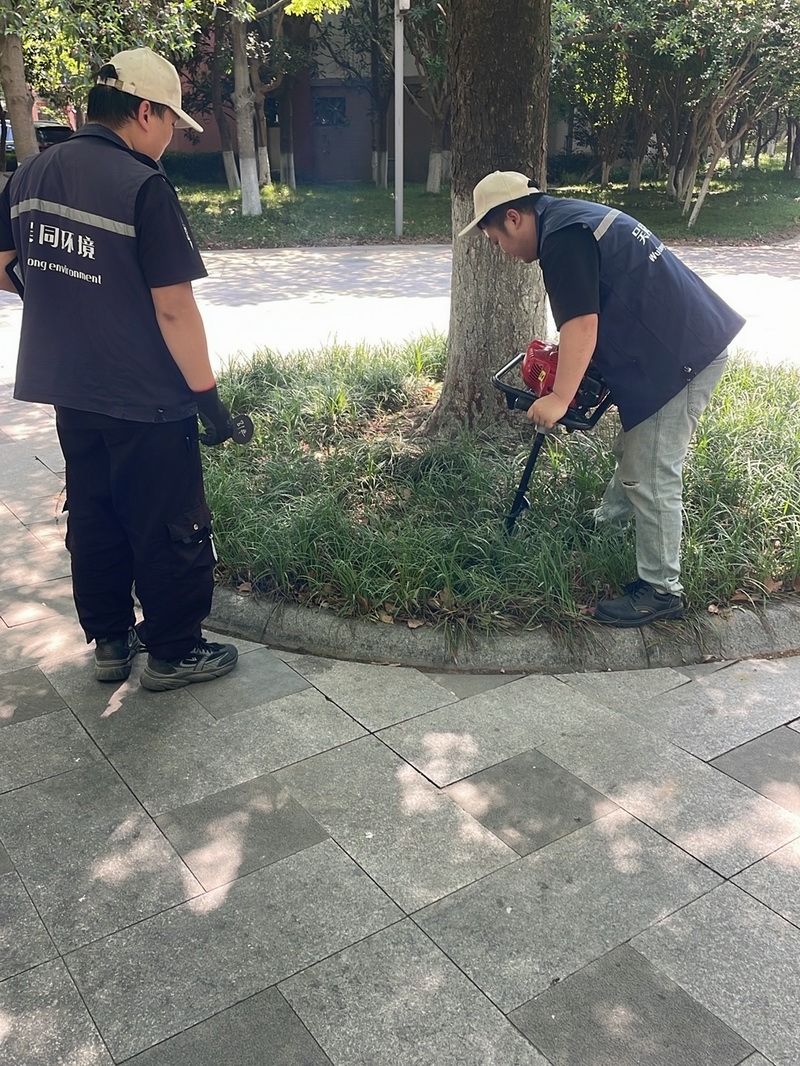 白蚁现场
