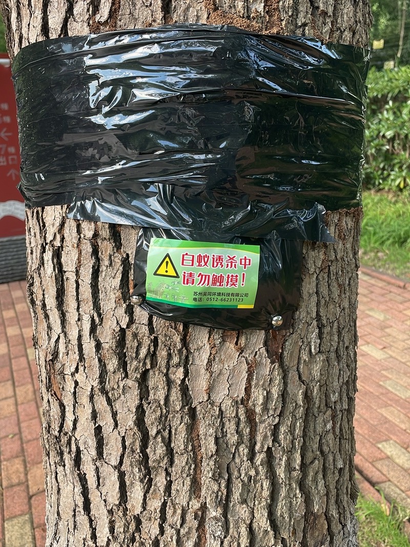白蚁现场