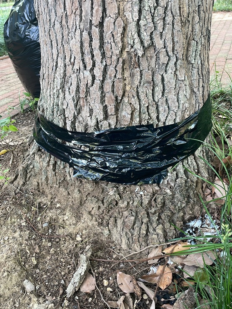 白蚁现场