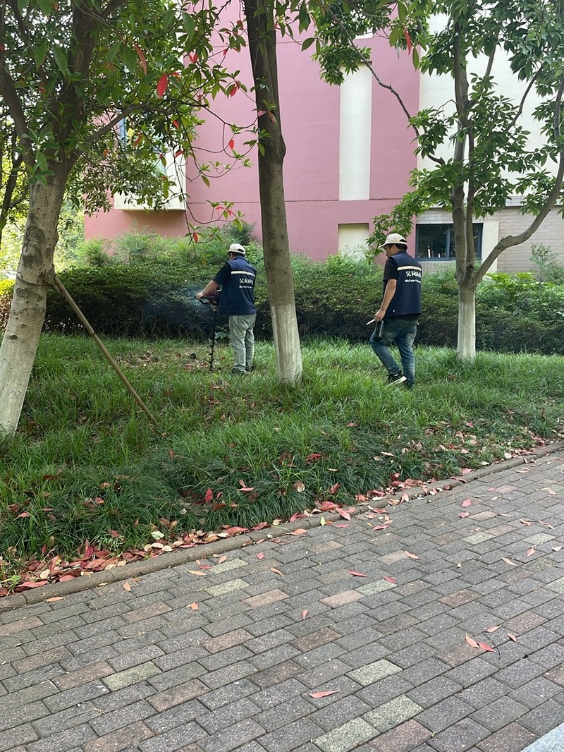 白蚁现场