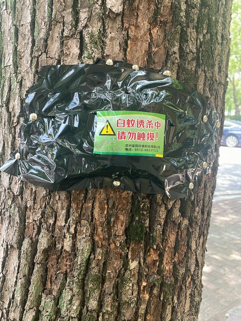 白蚁现场