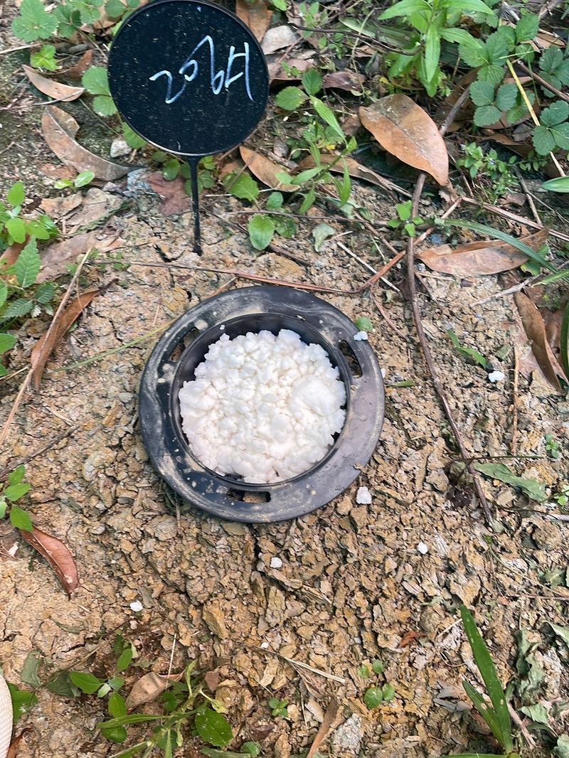 白蚁现场